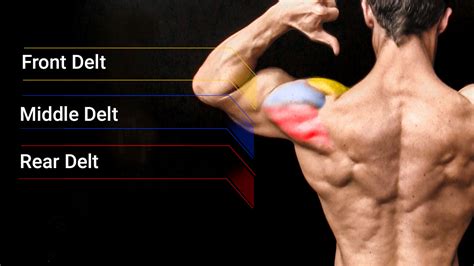 best shoulder exercises athlean x|athlean x shoulder dumbbell workout.